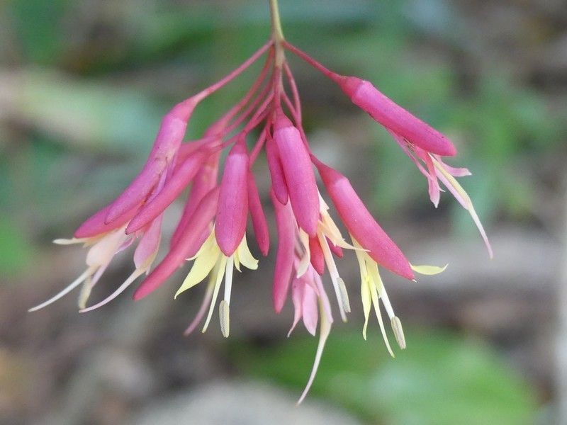 LIVE PLANT 3ft Bauhinia jenningsii Cows Tongue Fused leaf Orchid Tree