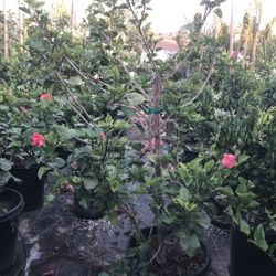 Hibiscus Plant 15g