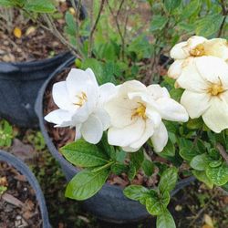 Gardenia 7gl $35🏡🏡