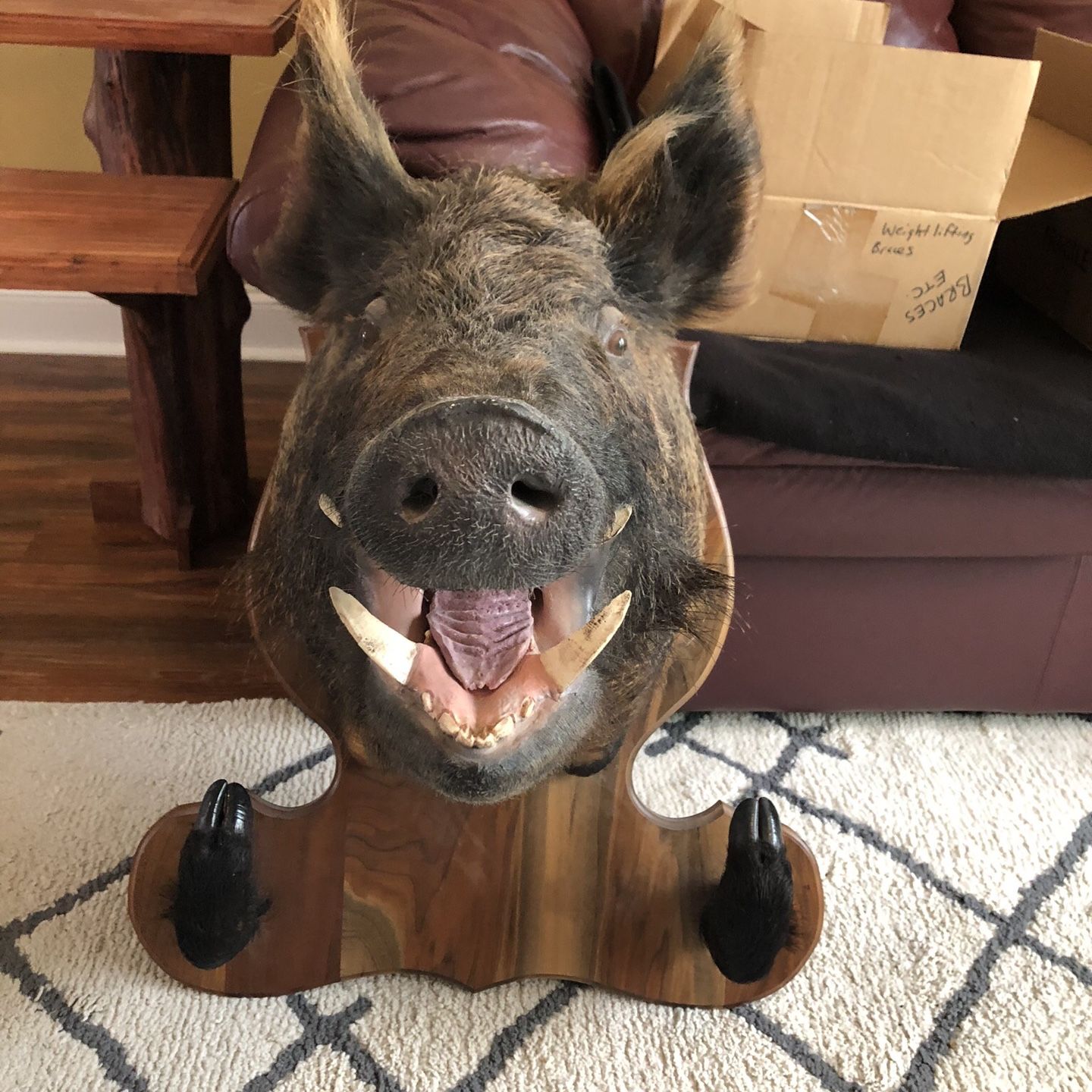 Wild Hog Wild Boar REAL Head $200