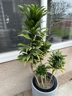Plant 4 Ft Tall