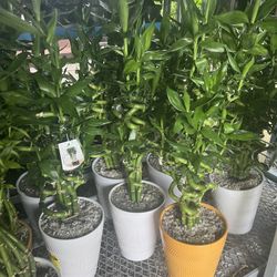 Lucky Bamboo In Ceramic Pot. SPECIAL PRICE 🤩