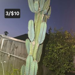 Apple cactus clippings 3/$10 
Pick up in Harlingen, I live near Walmart
Antiques and Telephones 