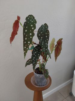Begonia Maculata