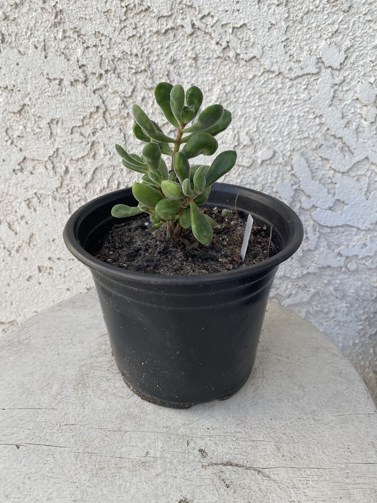 6 Inch Pot Succulent Plant - Crassula Congesta - Crassula Green Beans - Rooted & Established Plant- Drought Resistant - 🪴
