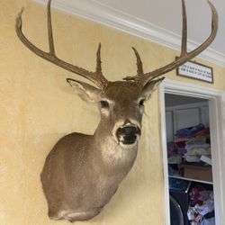 Wide Buck Deer Head Mount Taxidermy Whitetail Antler 