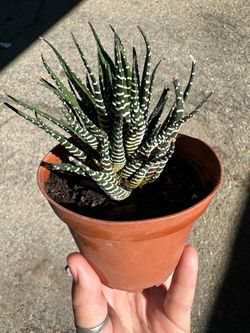 Plant