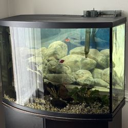 Fish Tank 36 gallon Bowed With Stand And Everything!