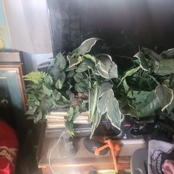Fake House Plants 