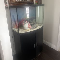 40 Gallon Fish tank With Black Wood Stand 