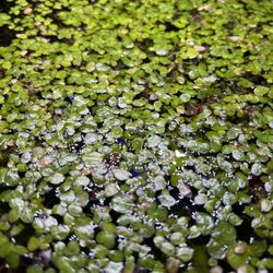  Floaters Aquarium Plants