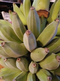 Dwarf plantain 3 for $1