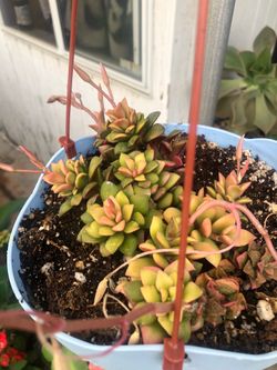 Suculenta