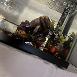 10-gallon fish tank/ pecera de 10 galones con 🐠🐠🐠🐠
