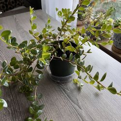 Goldfish House Plant. Sammamish, Beaver Lake 