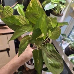 Potted Golden Pothos