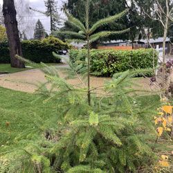 Douglas Fir/ Xmas Tree  Around 5-6’ Tall