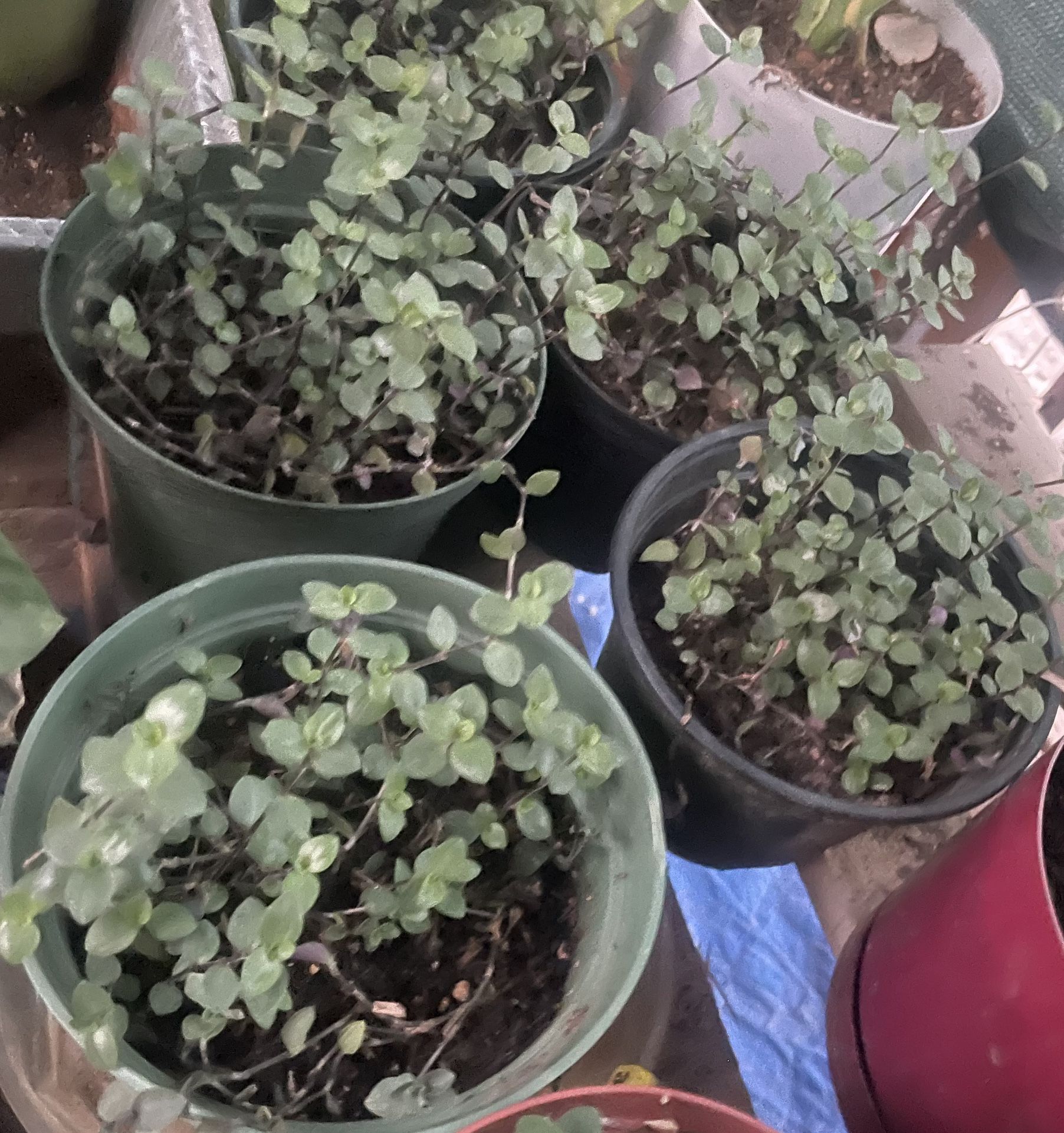 HERMOSAS PLANTAS NATURALES “PINK PANTHER PLANT “