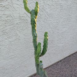 Totem Pole Cactus