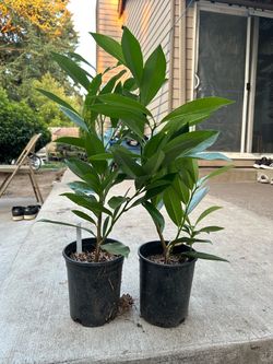 cherry laurel (Prunus laurocerasus)