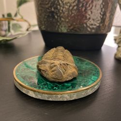 Arthropod ‘Trilobite’ Fossil $15 (Crystals)