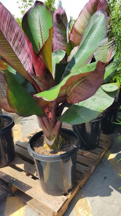 Red  Banana  Tree
