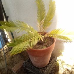 Sago Palm for Sale – Perfect Indoor or Outdoor Plant