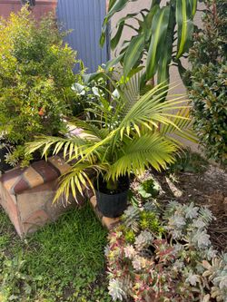 Majectic Palm Tree Pot