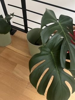 Monstera Deliciosa