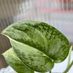 Scindapsus Pictus Variegated 