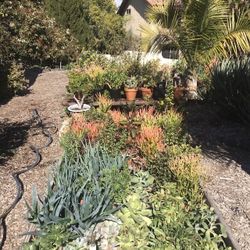 Large 1 gal succulents / 5 for $35