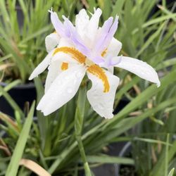 AFRICAN IRIS White
