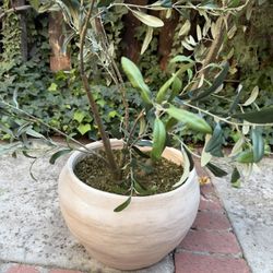 Threshold Artificial Plants 