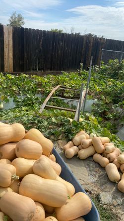 Organic butternut