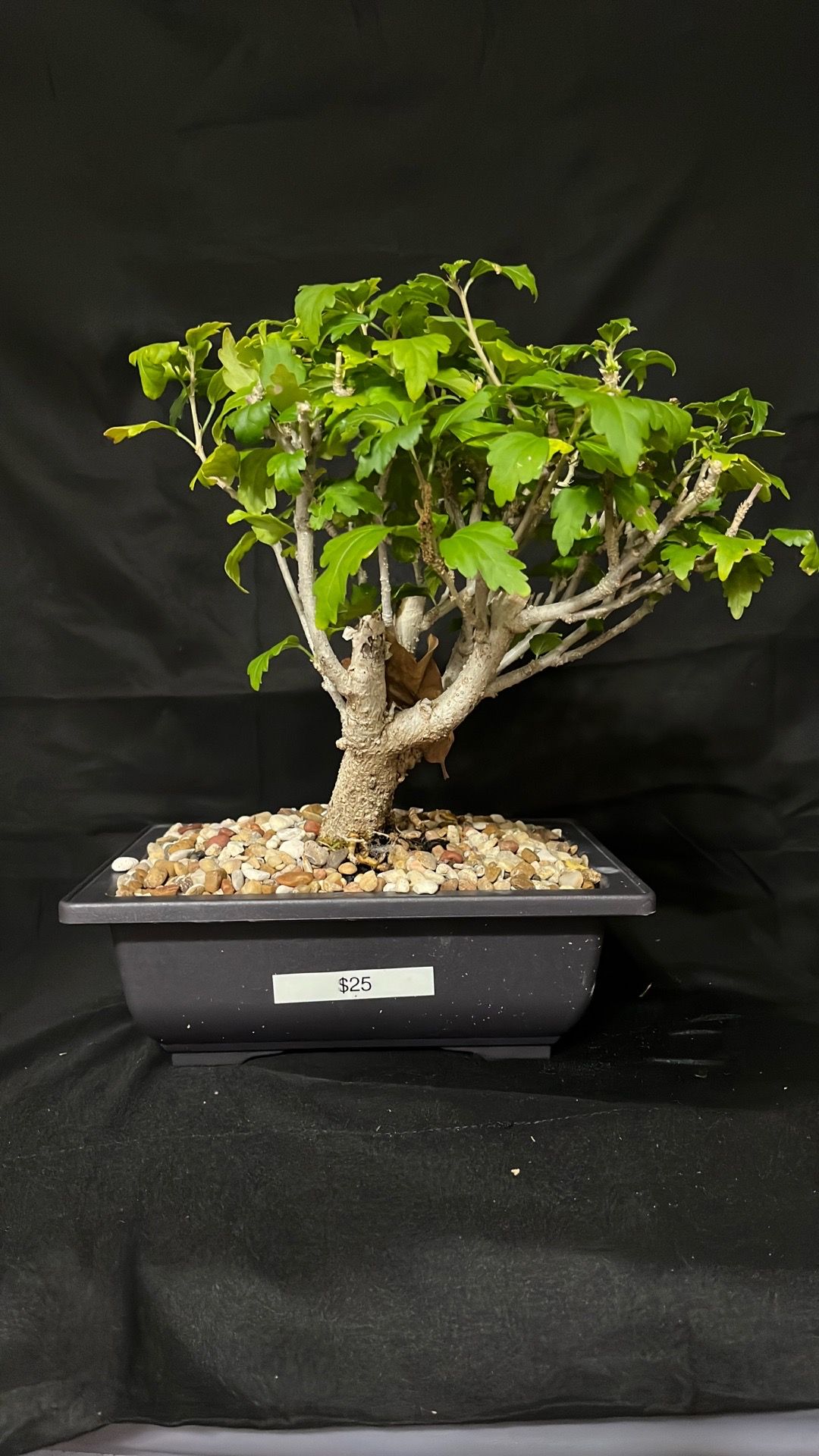 Bonsai natural