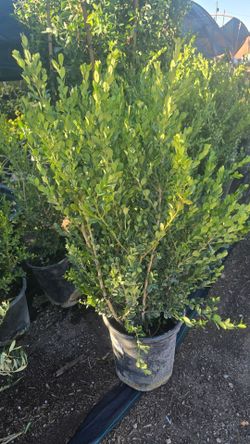 Boxwood