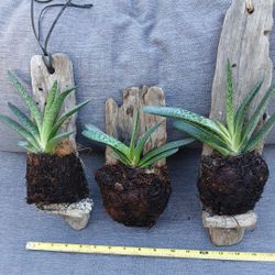 HANGING SUCCULEN PLANT/PATIO/GARDEN