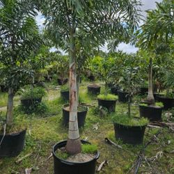 Foxtail  Staring  $80 