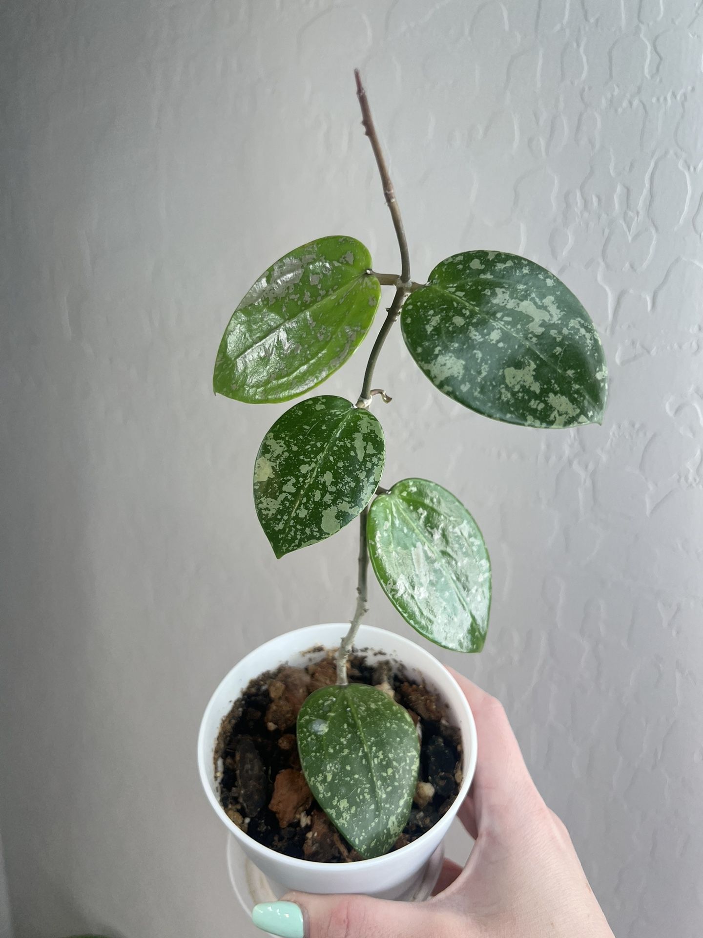 Hoya Verticillata heart splash