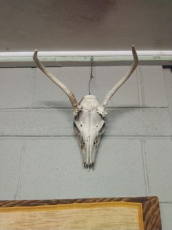 Spike Buck Skull 2pointer