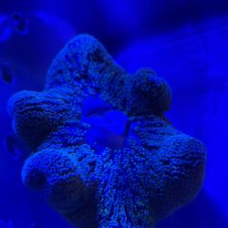 Anemone 