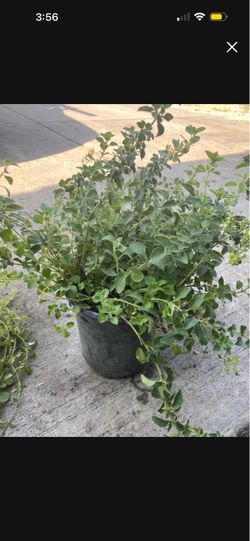 Plantas de orégano disponibles