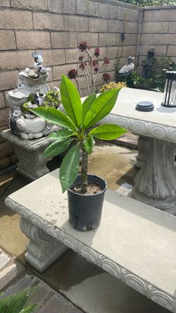 Plumerias