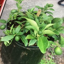 Plant Key Limón $35.00 