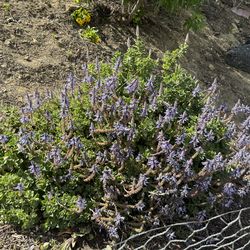 Lobster claw succulent