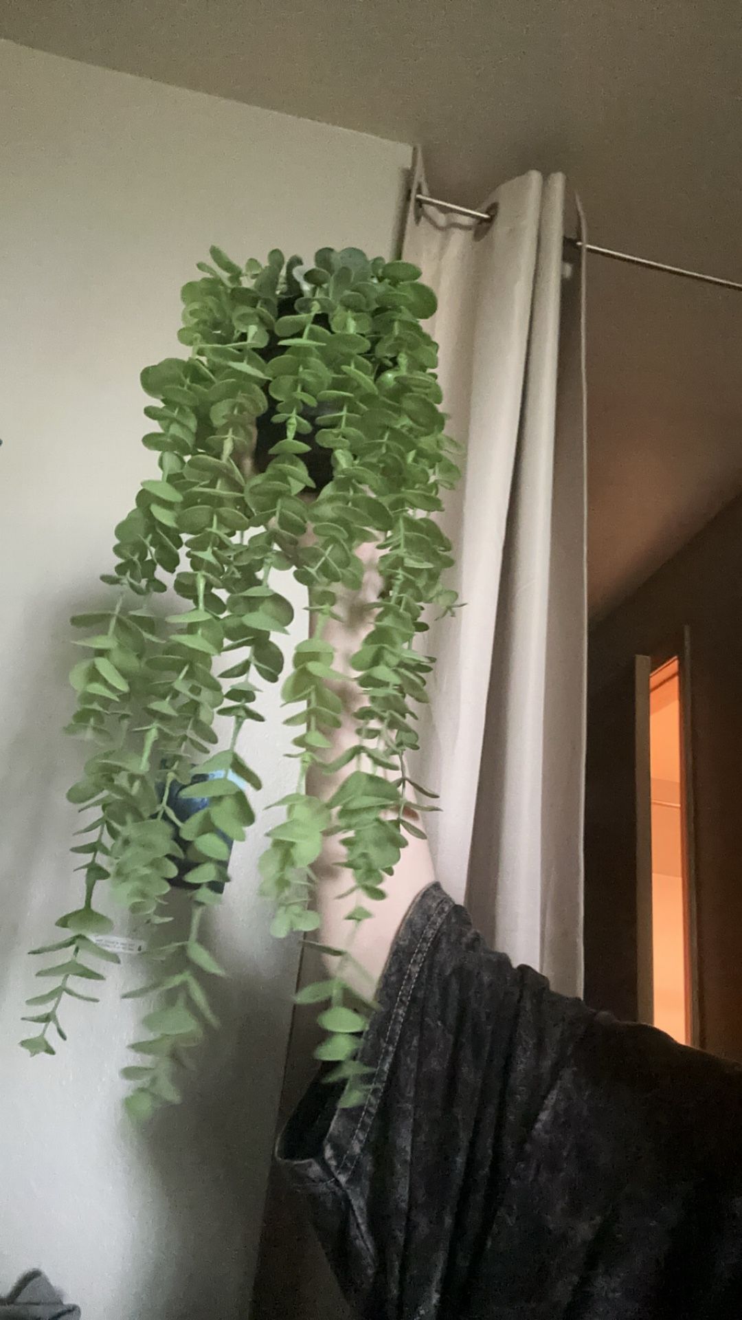 Fake Eucalyptus Plant