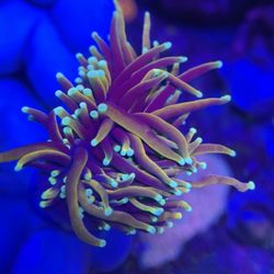 Fake Double Head GC Hellfire Torch Coral Aquarium Decoration 