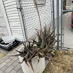 Free Succulent And Pots 