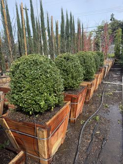 Boxwood Globes 