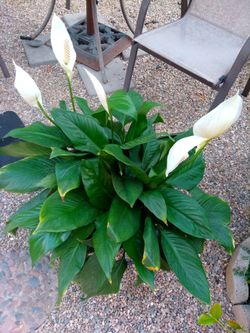 Extra Large Peace Lilly (Spathiphyllum)